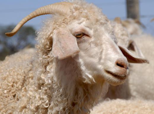 Mohair, produced from the hair of angora goats, was used to make wigs for plastic dolls.