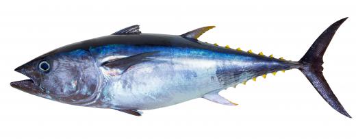Some species of tuna -- which provides the popular canned and fresh fish -- can grow more than six feet long and weigh hundreds of pounds.