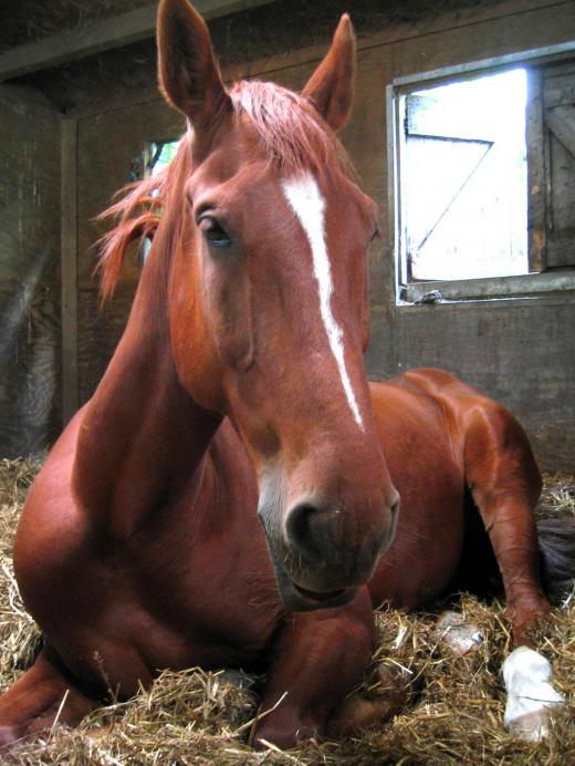 Stall casting occurs when a horse lies down and is unable to get back on its feet because it has become trapped too closely to the wall of the stall.