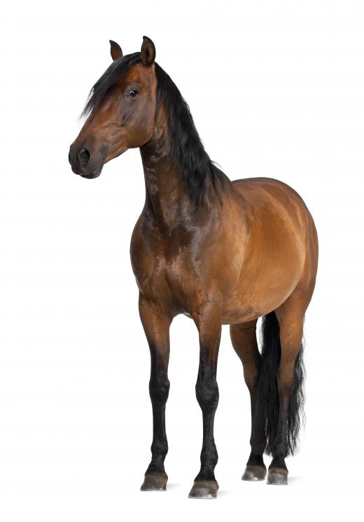 Temperament is an important consideration when choosing a horse for hunting.