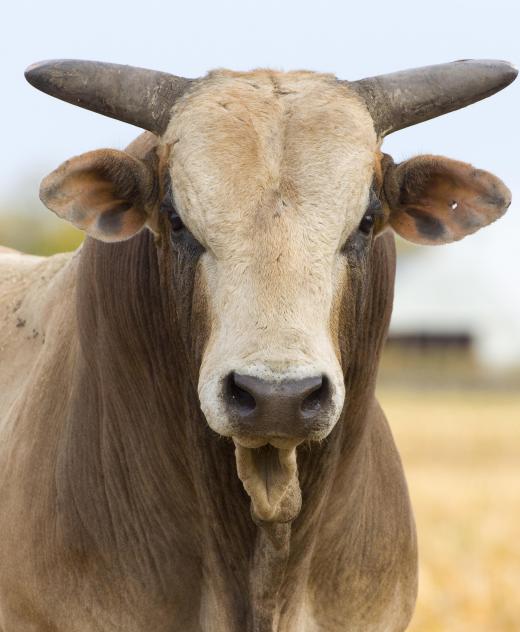 Steer are neutered bulls.