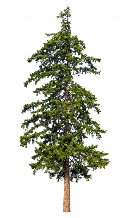 Trees may be climbed for fun or for professional trimming purposes.