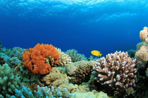 Protective gear should be worn to protect scuba divers from sharp coral.