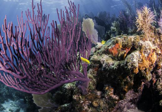 Snorkelers in the Caribbean often see coral and other reef plants.