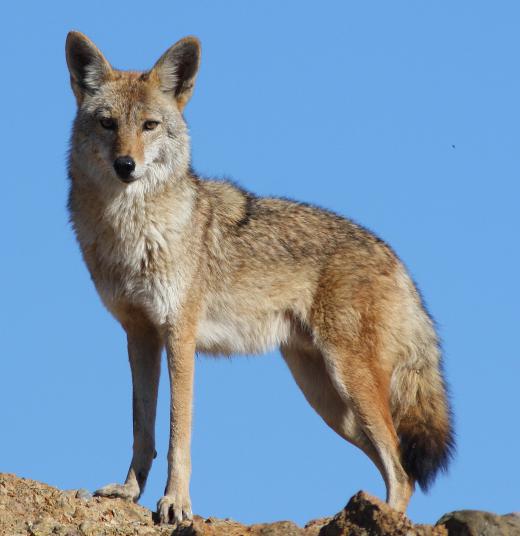 Coyotes are predators that are hunted by man.