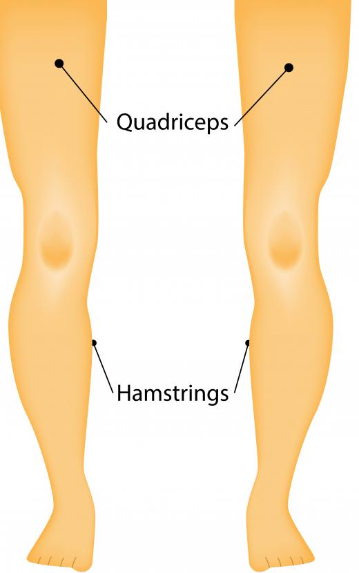 The quadriceps and hamstrings are the most important leg muscles during a jump serve in volleyball.
