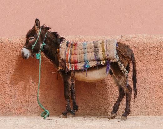 Donkeys may wear saddles when carrying goods.