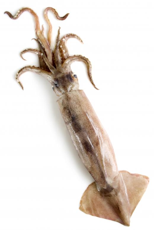 Squid are caught with a jigging technique where a hook on a line is repeatedly raised and lowered.