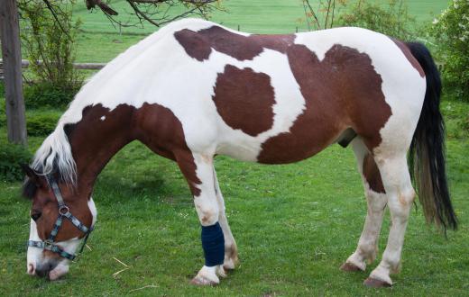 Horses may not wear bandages during dressage.