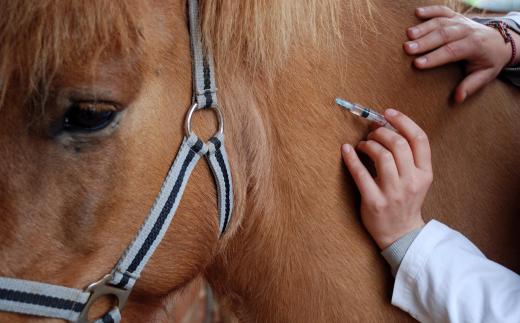 A horse twitch may be used on a horse during medical procedures and exams.