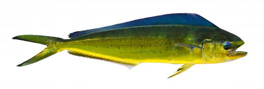 Mahi-mahi, a popular type of sport fishing fish.