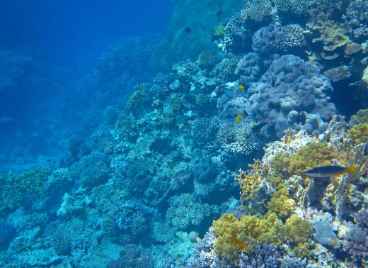 Skin divers may check out coral rock beds up close in shallow waters.