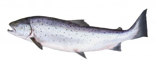 Salmon can be found in both in freshwater and saltwater.