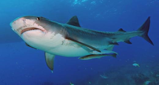 Sharks may be caught on deep sea fishing expeditions.