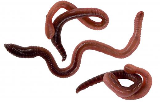 Many people use earthworms as bait when fishing.