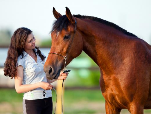 Horses are always secured when riders tack them up, typically with a halter, a plain headstall with no bit, attached to a line which is used to tie the horse.
